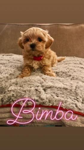 Bimba - Maltipoo