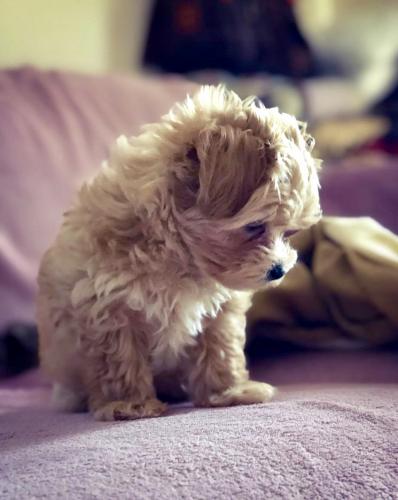 Bimba - Maltipoo