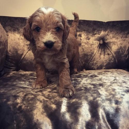Biscuit - Cockapoo