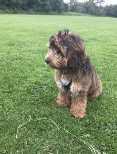 Bramble Cockapoo