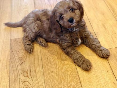 Bruno - Cavapoo