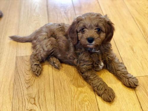 Bruno - Cavapoo
