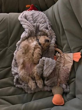 Bruno - Maltipoo