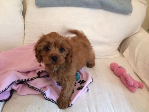 Charley - Cavapoo