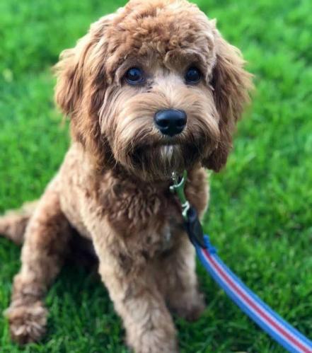 Charlie - Cavapoo