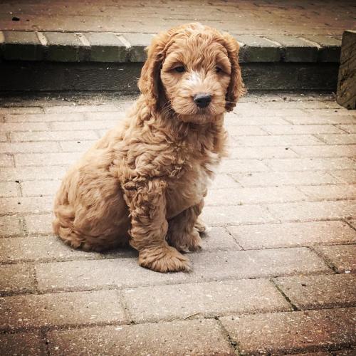 Chester - Cockapoo