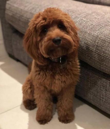 Chewie - Cavapoo