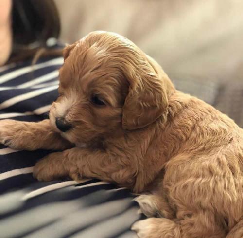 Chewie - Cavapoochon