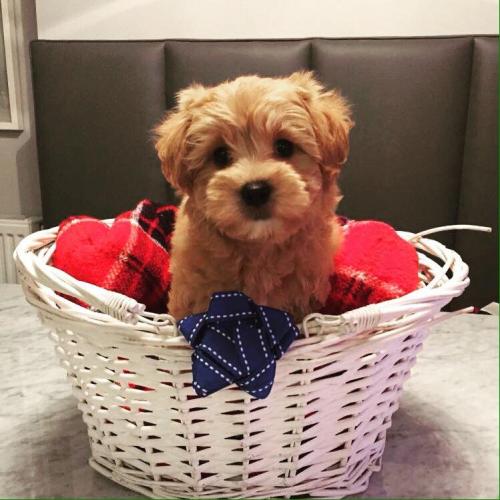 Chip - Maltipoo