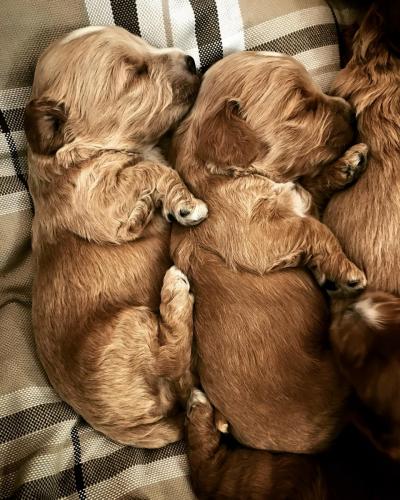 Cockapoo puppes