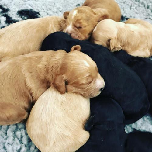 Cockapoo puppies
