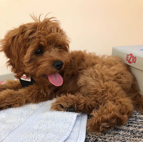 Coco - Cavapoo