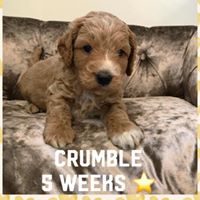 Crumble - Cockapoo