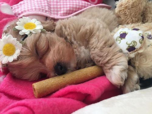 Daisy - Maltipoo