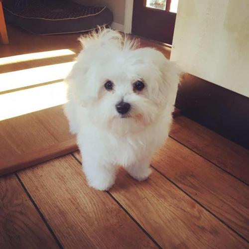 Darcy- Maltipoo