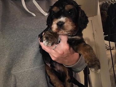 Digby - Cockapoo