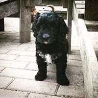 Dotty - Cockapoo
