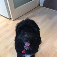 Dotty - Cockapoo