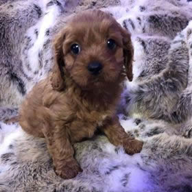 Ellie - Cavapoo