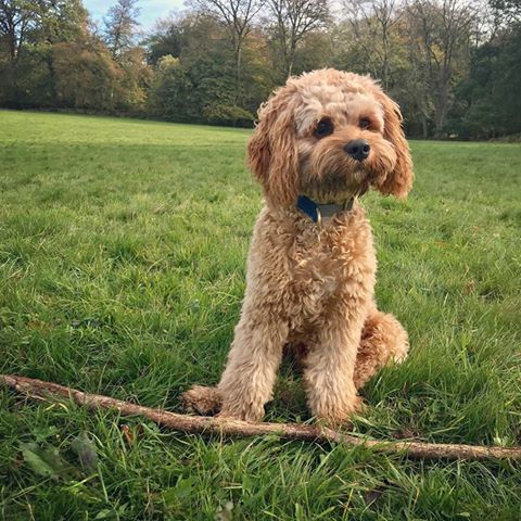 Elvis - Cavapoo
