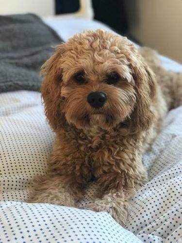 Elvis - Cavapoo
