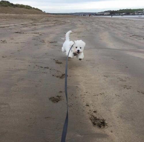 Elvis - Maltipoo