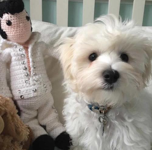 Elvis - Maltipoo