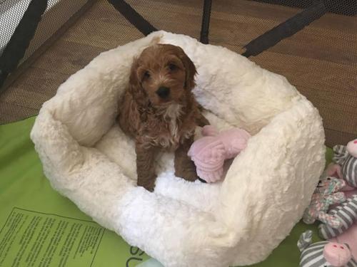Flo Cockapoo