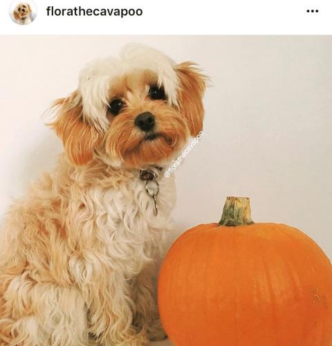 Flora - Cavapoo