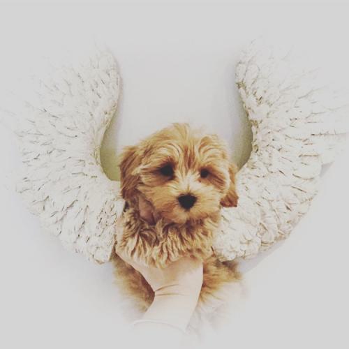 Flossie - Maltipoo