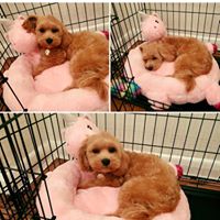 Flossie - Maltipoo