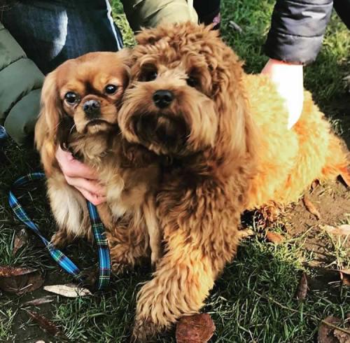 Henry & mum - Cavapoo