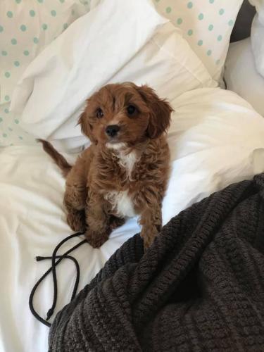 Ivy - Cavapoo
