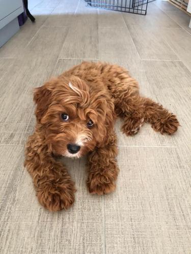 Ivy - Cavapoo