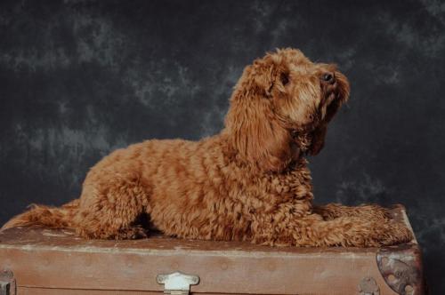 Ivy - Cockapoo 
