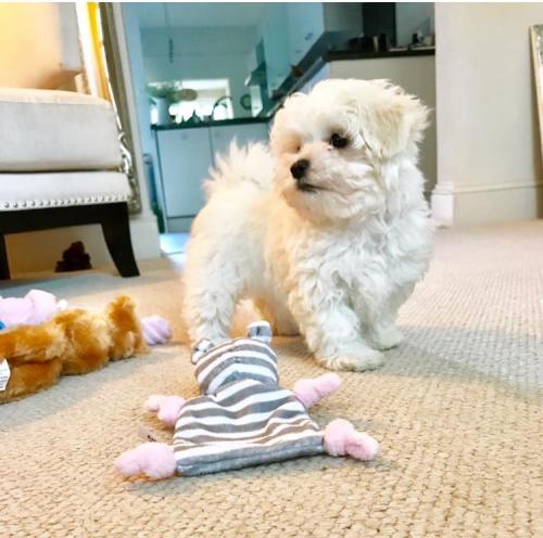 Ivy - Maltipoo