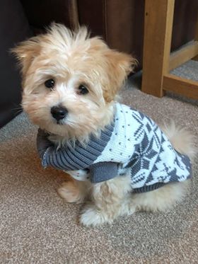 Joey - Maltipoo