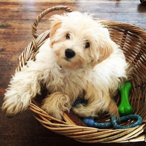 Lola - Cavapoochon