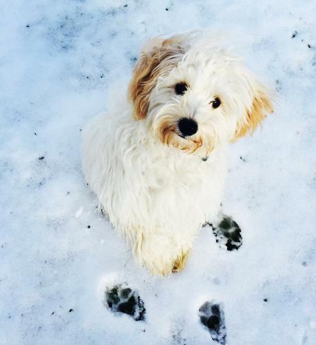 Lola - Cavapoochon