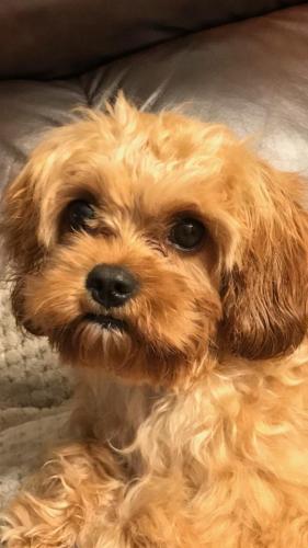 Lola - Cavapoo