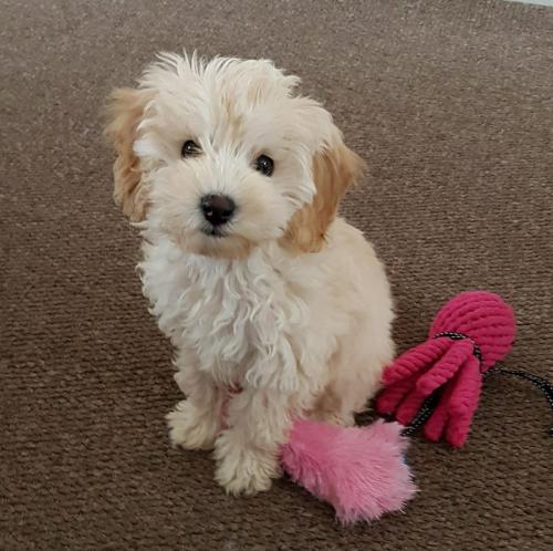 Lottie - Cavapoochon