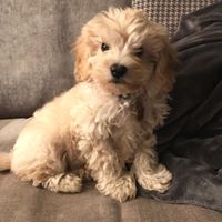 Lottie - Cavapoochon