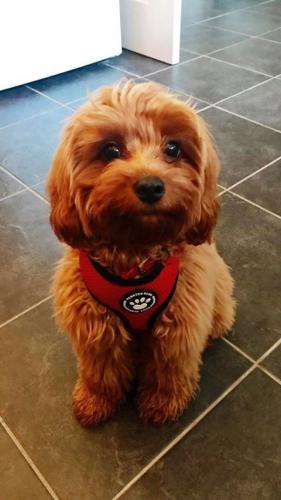 Louie - Cavapoo