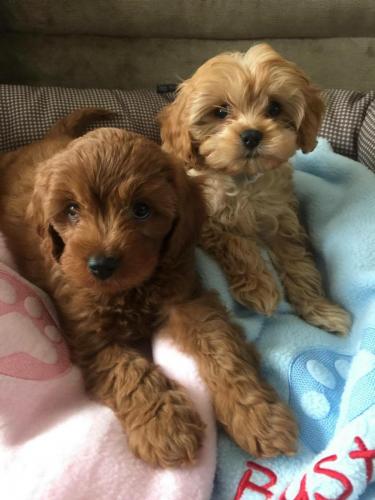 Lulu & Buster - Cavapoo