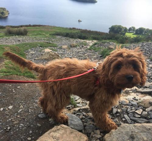 Luna - Cavapoo