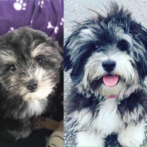 Maisie - Maltipoo