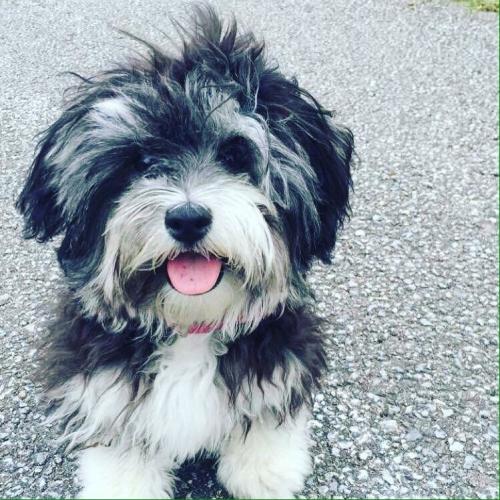 Maisie - Maltipoo