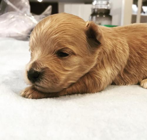 Maltipoo Puppy