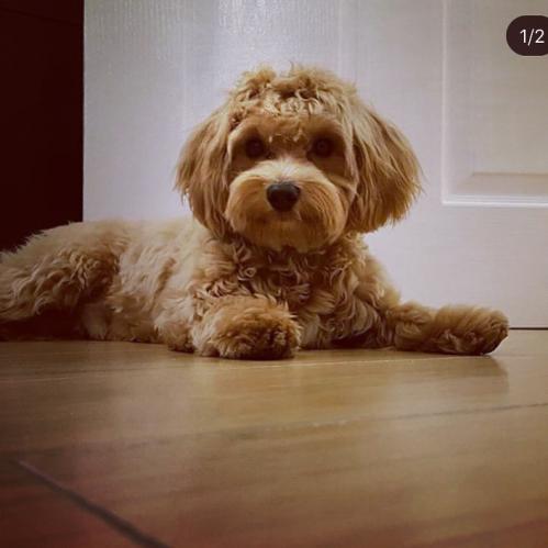 Marley - Maltipoo