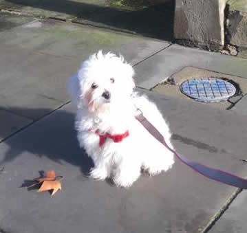 Mila - Maltipoo